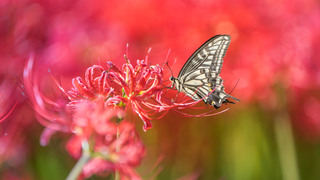 AsianSwallowtail_EN-US1924189362.jpg