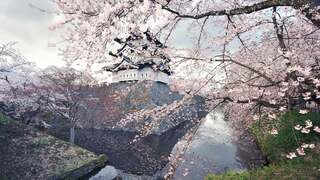CastleBlossoms_EN-US6202844131.jpg