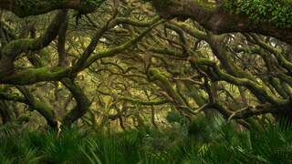 CumberlandOaks_EN-US1850139942.jpg