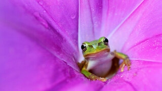 JapaneseTreeFrog_ZH-CN6467379766.jpg