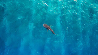 MaldivesWhaleShark_EN-US3819740955.jpg