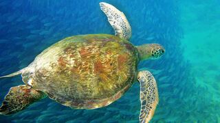 SeaTurtleBrazil_EN-US1789042400.jpg