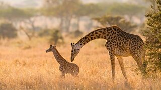 SerengetiGiraffe_EN-US2127484447.jpg