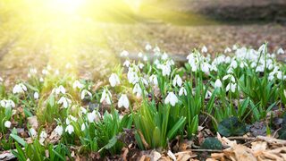SpringSnowdrops_ZH-CN2933051747.jpg