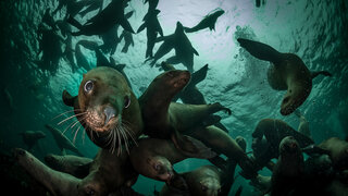 StellarSeaLions_ZH-CN2859514359.jpg